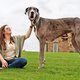 Deense dog Zeus is met zijn 1,04 meter de grootste hond ter wereld – ‘Hij was als puppy al enorm’