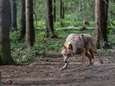 Elf dode lammetjes in Limburg: schapenboeren vrezen wolf