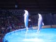 De show in het Dolfinarium in Brugge: over een maand zou er een beslissing vallen over de toekomst.