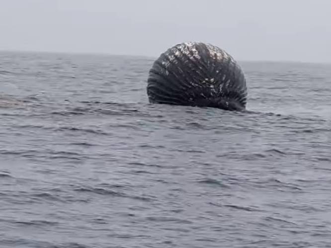 KIJK. Enorme opgeblazen dode walvis voor kust van Noorwegen dreigt te ontploffen