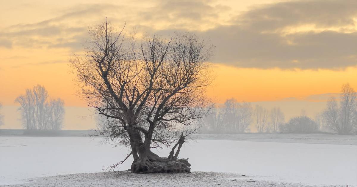 Ontwaken in een wonderschoon winterlandschap; dun laagje sneeuw betovert Gelderland