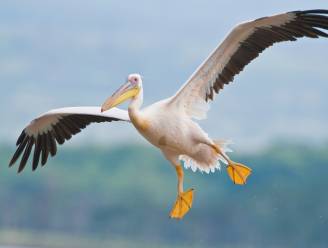 Na plotse sterfte: pelikanen in Pairi Daiza blijken besmet met vogelgriepvirus 