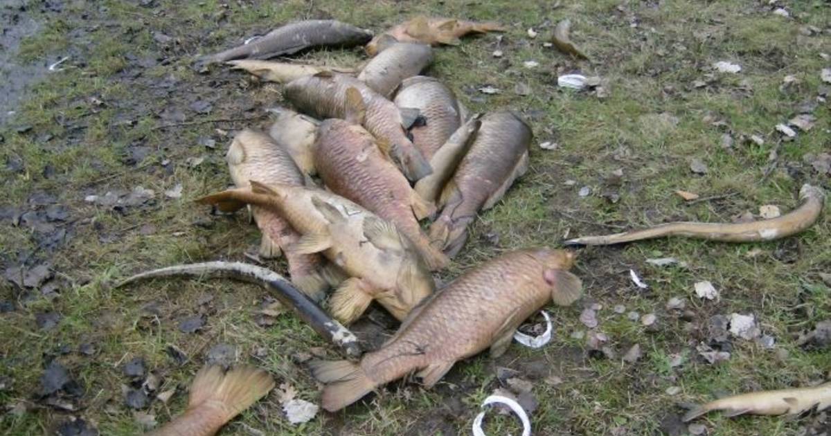Geen visverbod ondanks sterfte in plassen Rijnwaarden
