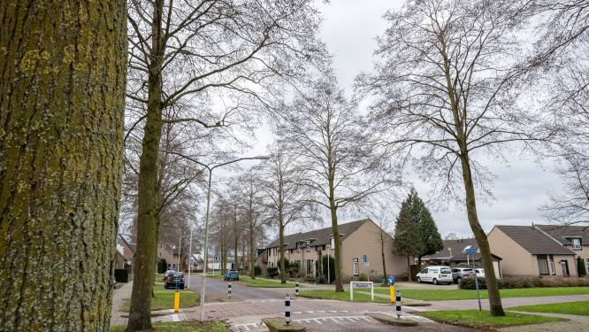 Ruim tachtig bomen in Heiakker worden gekapt, tóch is belangenclub blij: ook tien stuks gered