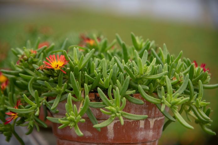 De Delosperma of Ijsbloem kan makkelijk weken zonder water en wordt gekweekt in Lochristi.