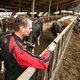 'Koeien hacken, hoezo?'