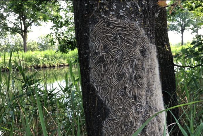 De processierups is een gevaar voor de eikenboom.