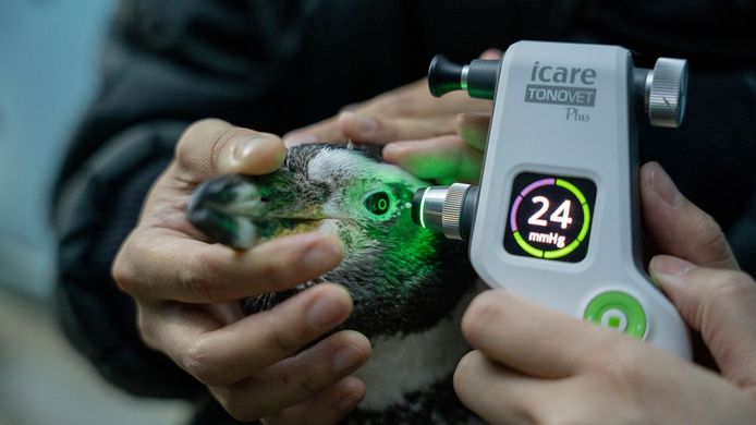 Een medisch apparaat wordt gebruikt om de oogdruk van een Humboldt-pinguïn te controleren.