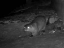 Eerste otter in Amersfoort sinds 1989 op beeld vastgelegd: ‘Dit is heel bijzonder’