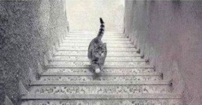 Deze foto ging al in 2015 viraal, en nu opnieuw. Loopt de kat op of van de trap?