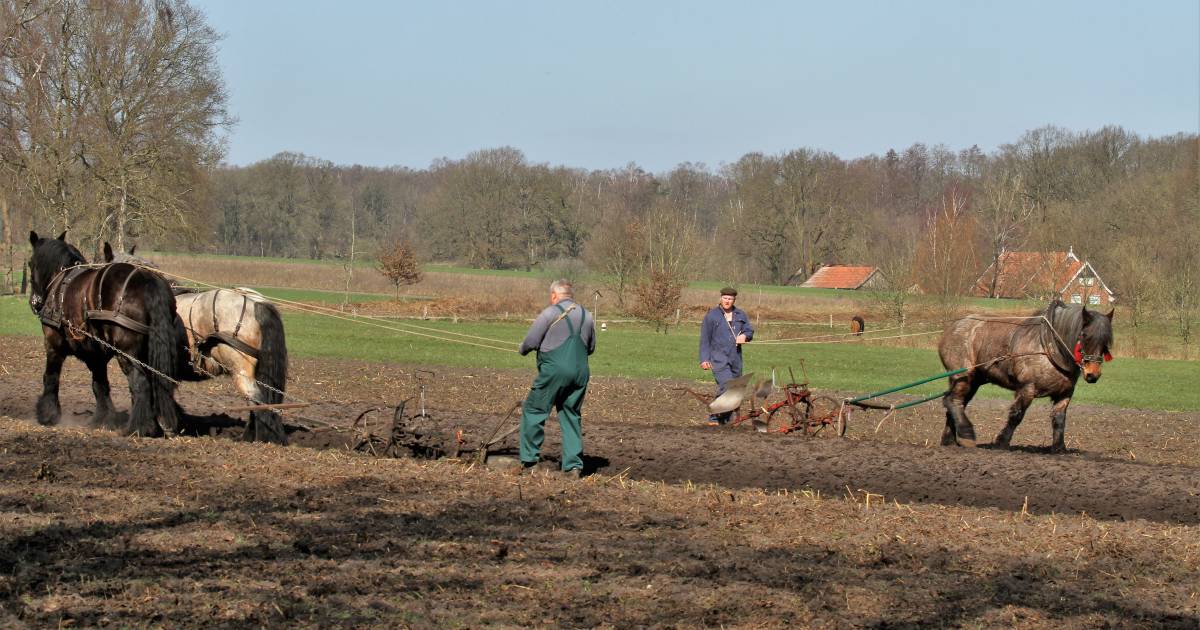 Nostalgisch land bewerken als eerbetoon aan oud ambacht in Hezingen: ‘Mijn vader ploegde vroeger op 