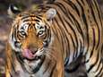 Aantal tijgers stijgt verder in India en Bhutan 