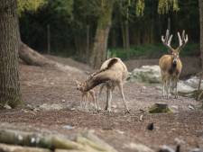 Naissance exceptionnelle à Pairi Daiza