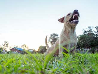 FAVV waarschuwt voor hondsdolheid op vakantie