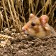 De mens rédt ook diersoorten van de ondergang: de ‘groene lijst’ bundelt ze