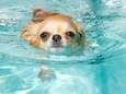 Mag je hond eigenlijk in het zwembad spelen?