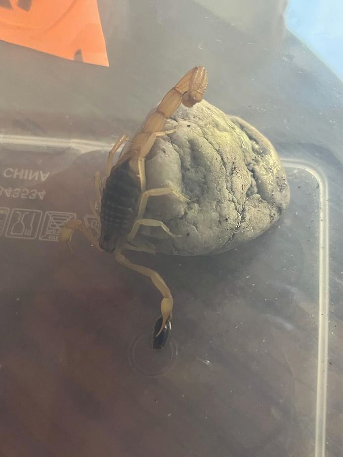 Schorpioen gevonden in koffer na terugkomst van vakantie in Kos