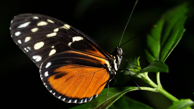 Identieke vlinders met andere genetische achtergrond werpen nieuw licht op evolutie 