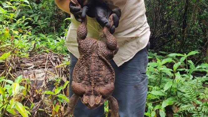 Gigantische reuzenpad aangetroffen in Australië