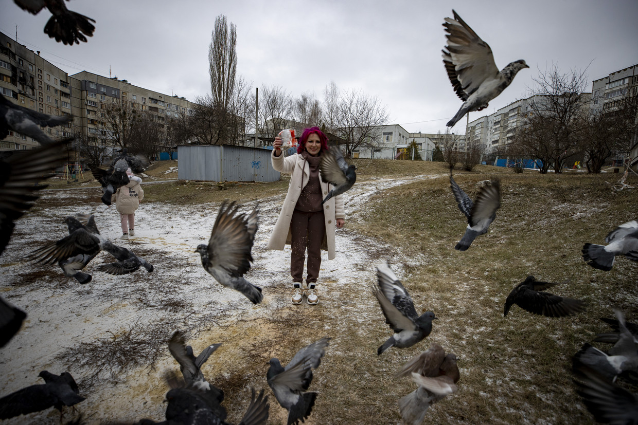 Oekraïense dierenliefhebbers zorgen voor de katten, honden, vogels en andere dieren in de stad. 'Het burgerschap bloeit in Oekraïne', zegt Michiel Driebergen. Beeld Getty Images
