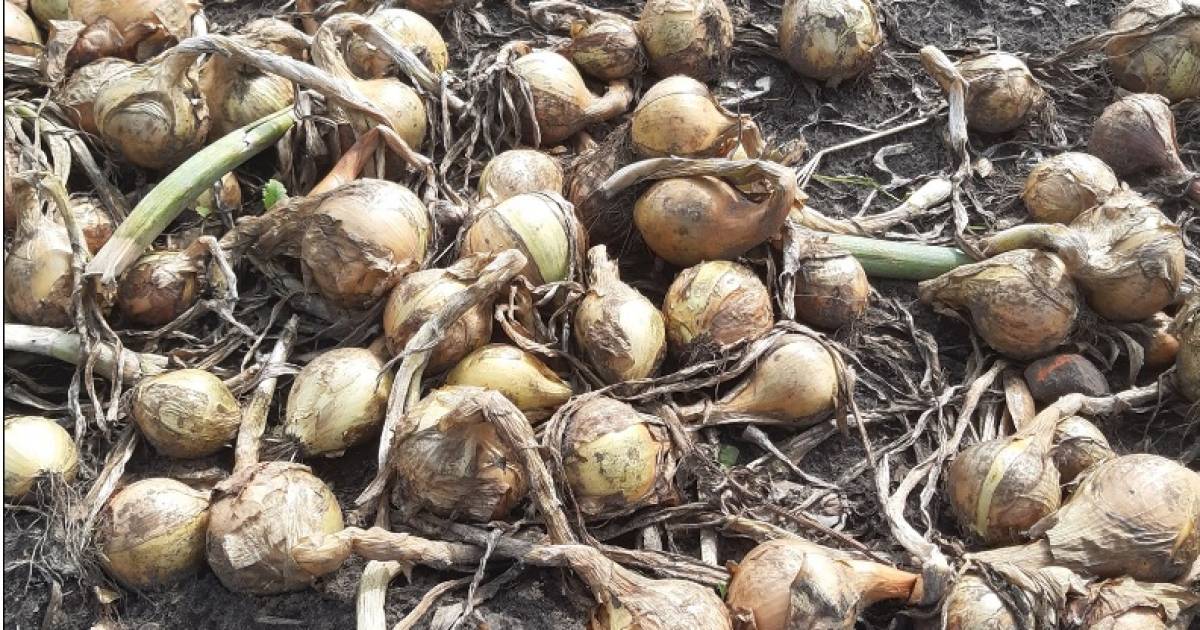 wie helpt boer jan uit moerstraten van zijn 200 000 kilo uien af roosendaal ad nl