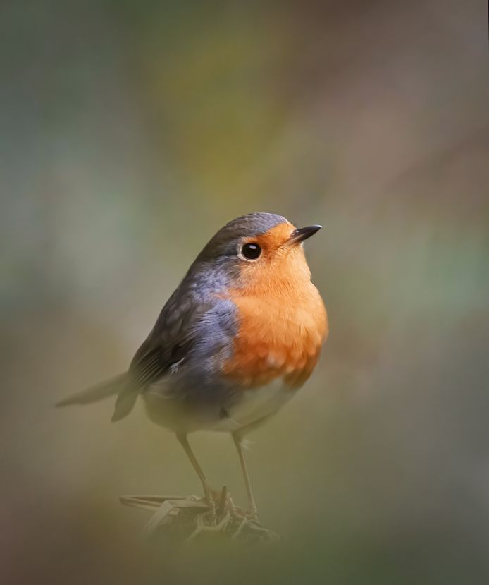 Een roodborst