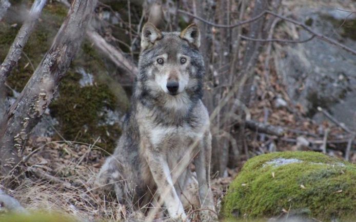 De wolf was in slechte conditie en zocht zelf de omgeving van mensen op.