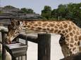Foto ter illustratie. Dit is niet de giraffe uit het verhaal.
