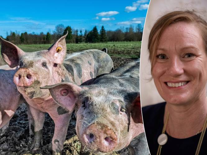 Bijna evenveel varkens als inwoners in Vlaanderen: ontdek hier of dat ook in Lede zo is