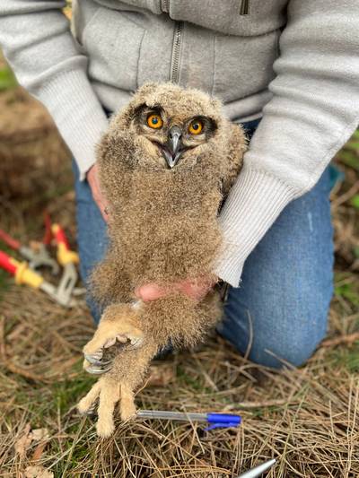 De oehoe voelt zich thuis in het Leenderbos: opnieuw kuikens geboren