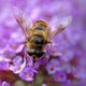 Staatssecretaris Dijksma denkt aan verbod op 'bijengif'