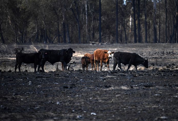 Koeien op een weiland dat werd getroffen door de brand.