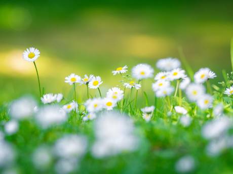 Nederland heeft voor het eerst een nationale bloem: het madeliefje