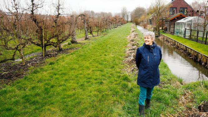 Perenbomen of huizen: hoe een bouwplan voor dertig woningen een tweedeling veroorzaakt in Schalkwijk