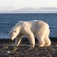 Verbod op handel in ijsbeervellen sneuvelt
