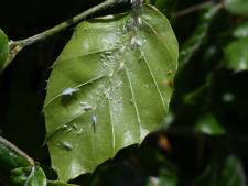 Zachte en droge winter zorgt dit jaar voor meer bladluis, wat schadelijk is voor de natuur