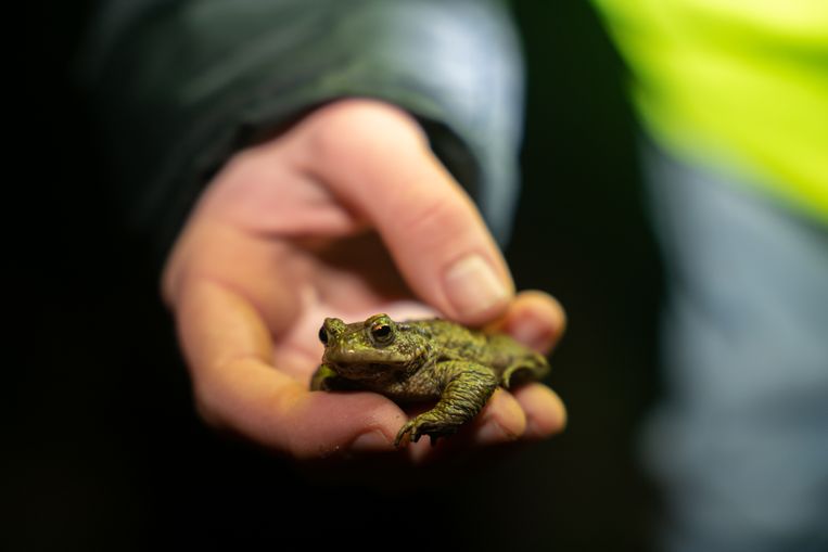 Een mannelijke pad. Vrouwtjes zijn een stuk groter en komen gemiddeld pas later uit hun winterrust.  Beeld Stephanie Broekarts