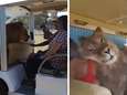 VIDEO. Leeuw kruipt in busje met toeristen, slechts weken nadat vrouw in hetzelfde park door andere leeuw werd gegrepen