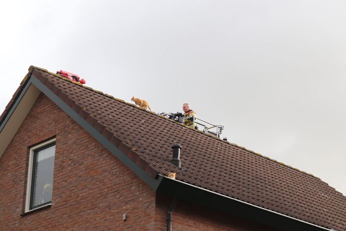 De kat wist even uit de handen van de brandweer te blijven.