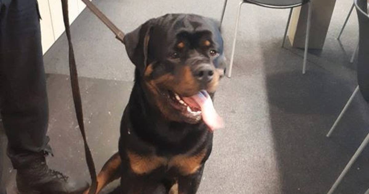 politie team meierij rottweiler zoekt