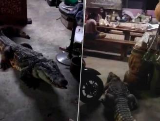 Gezin heeft twee meter lange krokodil als huisdier en waakhond