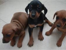 Hond Luna (3) gedood en tien pups gestolen uit stal van hobbyfokker: ‘Ik kan wel janken’