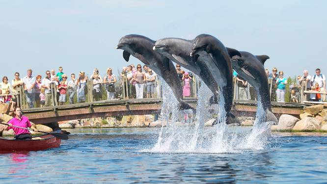 Dolfinarium Harderwijk voor de rechter: dierenclubs willen verhuizing van dolfijnen naar China voorkomen