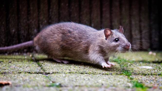 Help! Moerwijk is luilekkerland voor ‘ratten zo groot als katten’