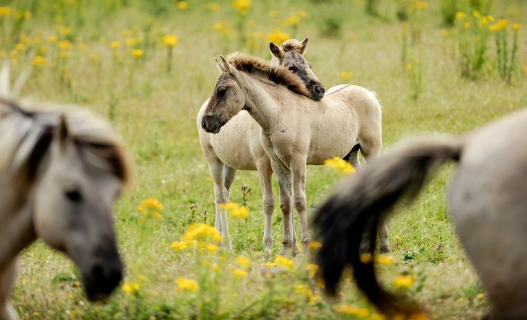 Staatsbosbeheer: maximaal 600 runderen en paarden in Oostvaardersplassen - Trouw