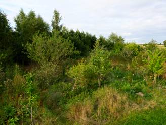 Agentschap Natuur en Bos koopt 15 hectare landbouwgrond om er bos aan te planten