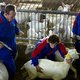 Lab heeft Q-koortsbacterie te pakken