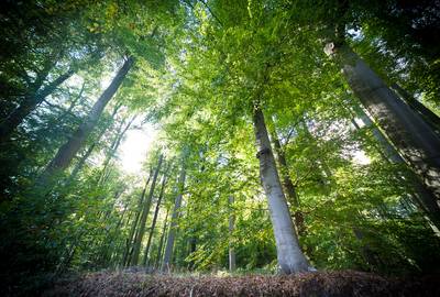 Millions of Belgians have too little nature in their neighborhood