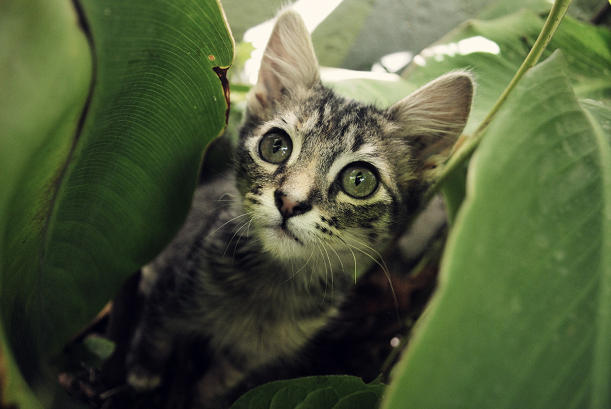 Boze Buurman Wil Geen Kat In Zijn Tuin Trouw