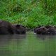 Bever aan het kruis: waarom het troeteldier van de Ardennen opgejaagd wild is geworden